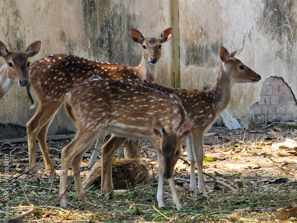 spotted deer stand alert in a dry, leafy clearing weathered wall behind them