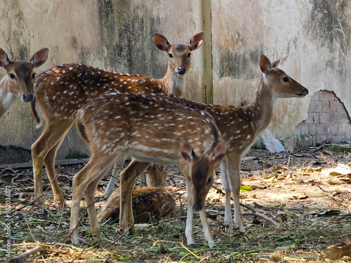 Obraz na płótnie spotted deer stand alert in a dry, leafy clearing weathered wall behind them w salonie