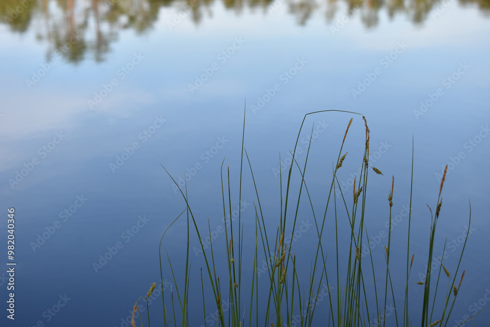 Wald spiegelt sich in einem stillen See mit Fokus auf Gras am Ufer Wald spiegelt sich in einem stillen See mit Fokus auf Gras am Ufer