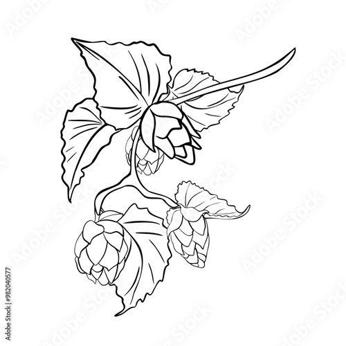 Hop cones on branch black white linear vector illustration isolated. Humulus on vine with leaves outline painted in botanical sketch for design beer label, natural product packaging, Oktoberfest.