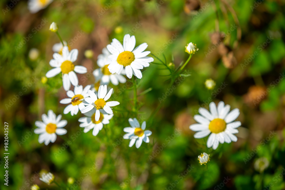 Pharmaceutical chamomile flowers growing in nature. Medicinal plant Pharmaceutical chamomile flowers growing in nature. Medicinal plant