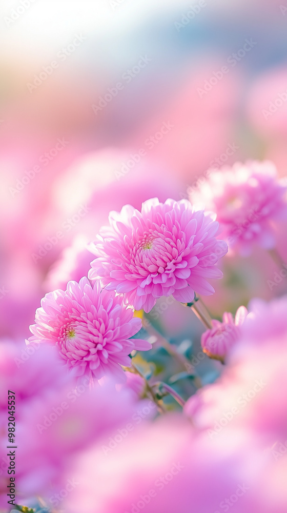 A close up of a beautiful light chrysanthemums garden