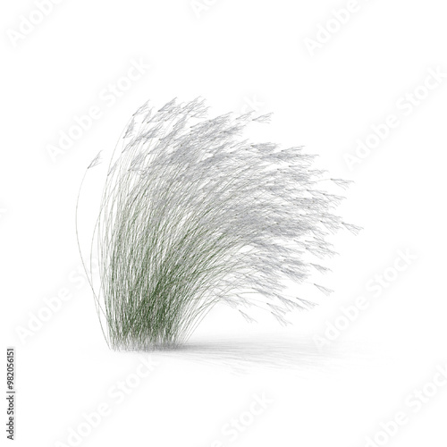 grass on transparent background