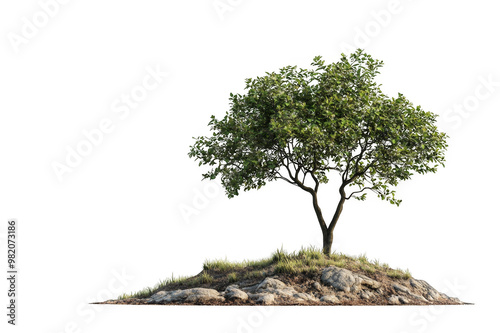 A lush tree growing on a mound of earth on a transparent background