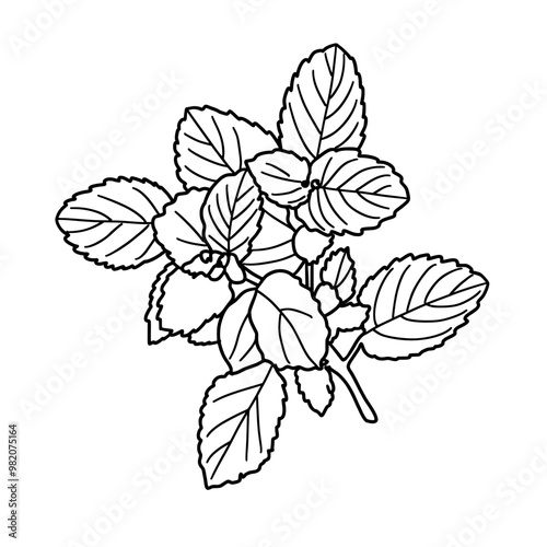 Mint leaf outline