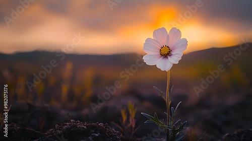 Single Flower at Sunset with Beautiful Background