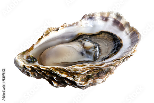 Oyster shell isolated on transparent background