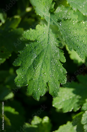 Water drops on a leaf in the morning outside in the garden