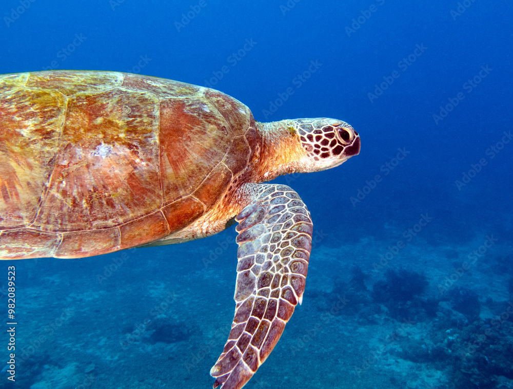 Fototapeta premium A Green Turtle swimming on a reef Boracay Island Philippines