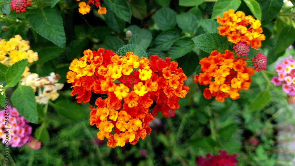 flowers in the garden flowers in the garden