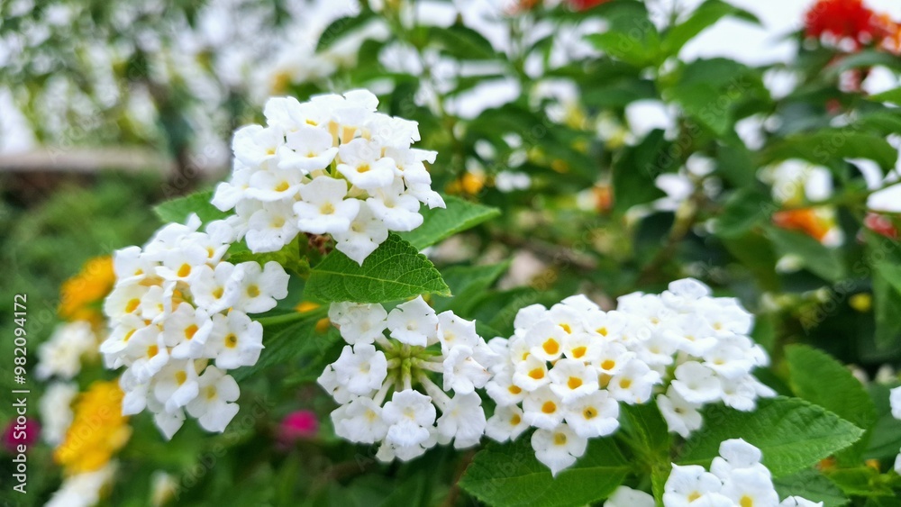 white flowers in the garden white flowers in the garden