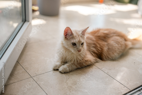 Domestic longhaired ginger Maine coon cat with whiskers lying on window sill at comfortable home