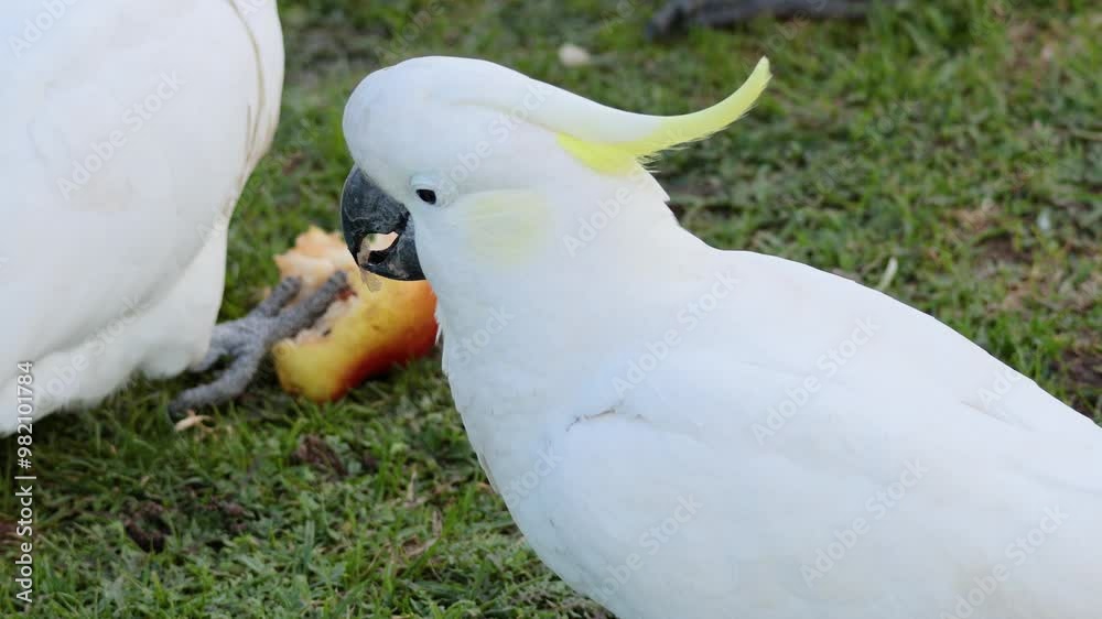 Cockatoos Feeding on Great Ocean Road Cockatoos Feeding on Great Ocean Road