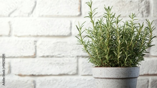 Aromatic rosemary growing in a pot against a white brick wall. Space for text on the left side, perfect for herb garden promotions.