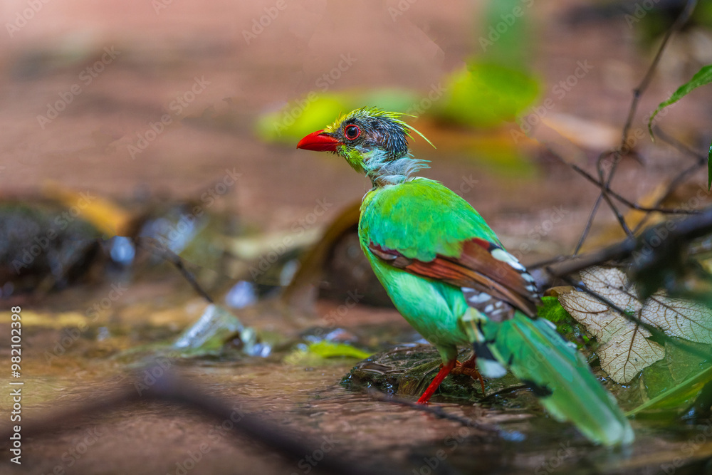 Young Common green magpie Playing in a stream in the middle of forest. Young Common green magpie Playing in a stream in the middle of forest.