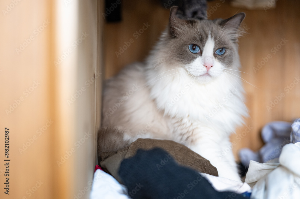 ragdoll grey cat lies and plays, hidden in the closet, a rack of hanging blouses,blue cat eyes ragdoll grey cat lies and plays, hidden in the closet, a rack of hanging blouses,blue cat eyes