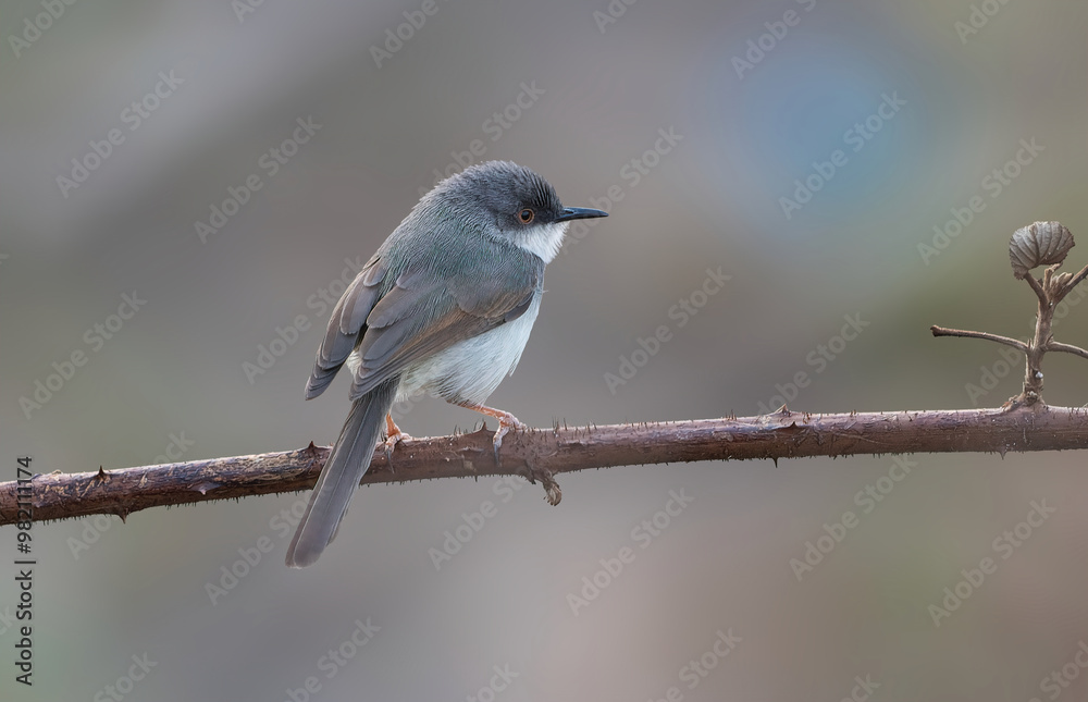 Grey-breasted Prinia - A small, relatively short-tailed prinia with a fine black bill. Grey-breasted Prinia - A small, relatively short-tailed prinia with a fine black bill.