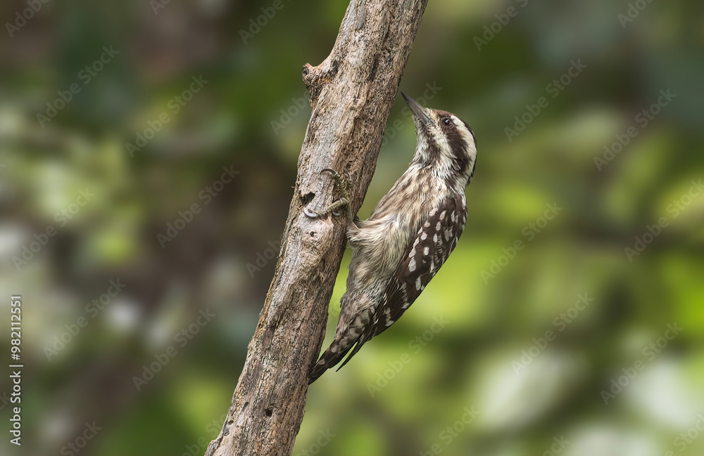 Sunda Pygmy Woodpecker - A small plain woodpecker of wooded areas from primary rainforest Sunda Pygmy Woodpecker - A small plain woodpecker of wooded areas from primary rainforest