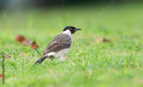 Fotografía Sooty-headed Bulbul - A dark-headed brown bulbul with a bright red vent; common in towns, plantations, and forest edges