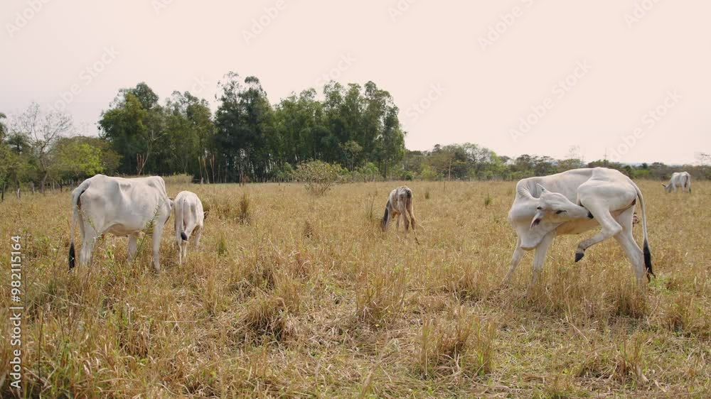 Cow licking itself, heifer eating, and calf grazing in an open field Cow licking itself, heifer eating, and calf grazing in an open field