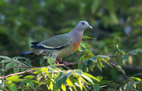 Pink-necked Green Pigeon -  A brightly-colored tree-dwelling pigeon