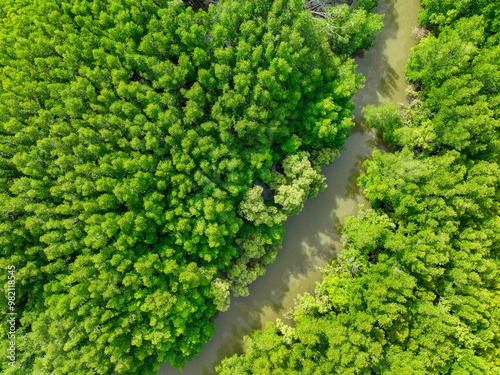 Green mangrove forest. Carbon sequestration and storage. Blue carbon ecosystem. Mitigation of climate change impacts. Mangrove tree capture CO2. Carbon offset. Carbon credits and trading programs.