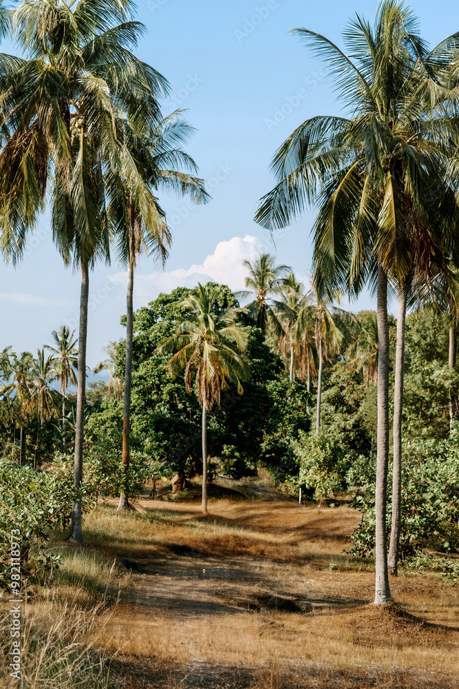 Fototapeta premium palm trees on the beach