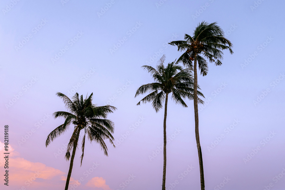 palm trees on the beach palm trees on the beach