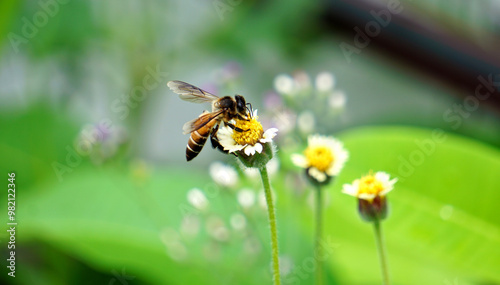 An ASEAN bee pollinated on beautiful tiny yellow flowers with white petal.
