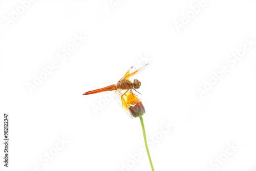 Beautiful orange dragonfly with transparent wing on the tiny flowers with green stem. photo