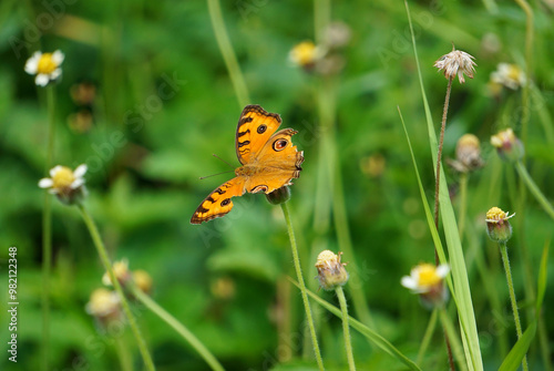Beautiful and colorful butterfly wingspan on tiny flowers with green leaves as a background.