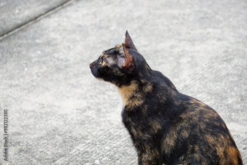A stray Tortoiseshell or torti-hungry cat portrait model seeking for human interaction.