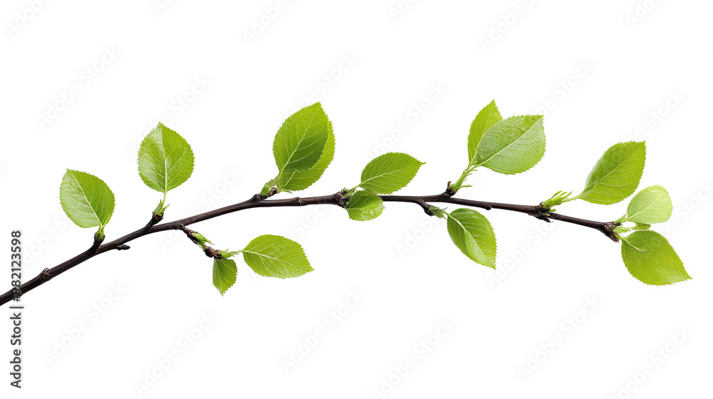 green twig on a white transparent background green twig on a white transparent background