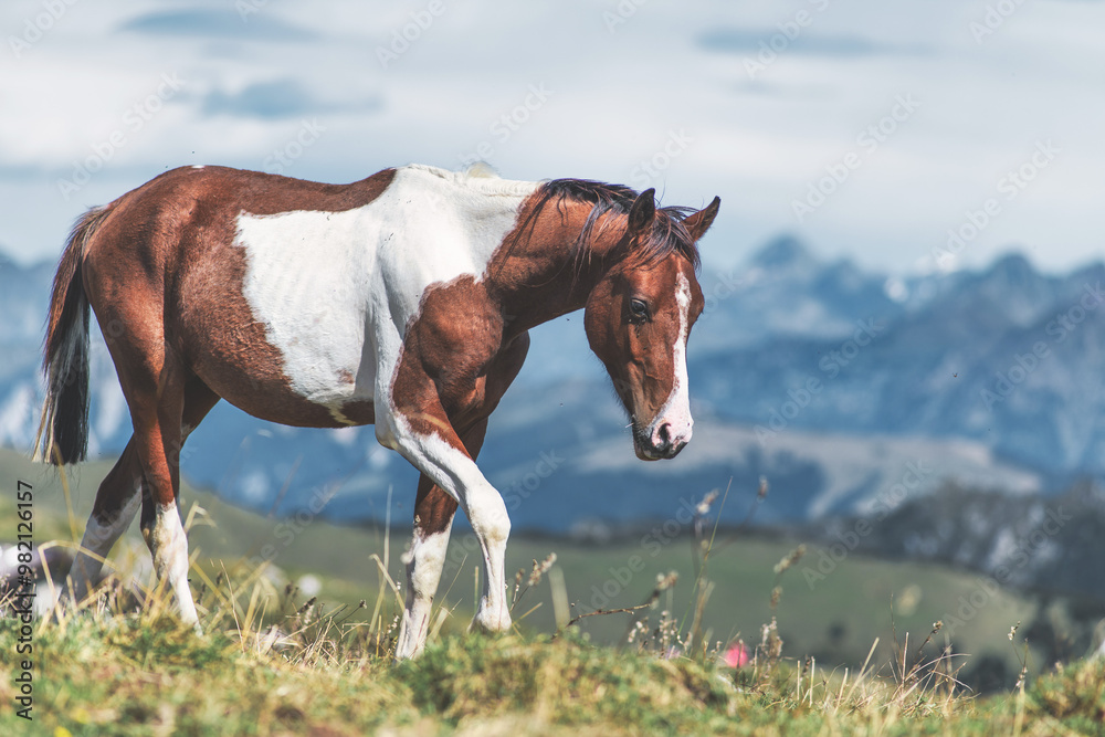 A piebald paint horse in the mountains A piebald paint horse in the mountains
