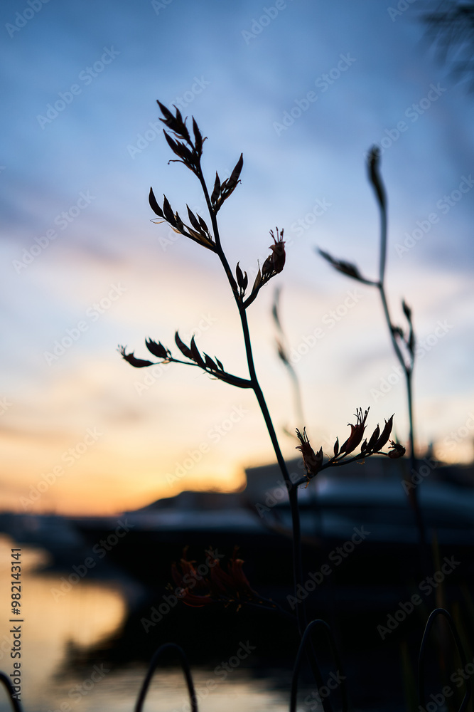 silhouettes of plants at sunset in the harbor, background silhouettes of plants at sunset in the harbor, background