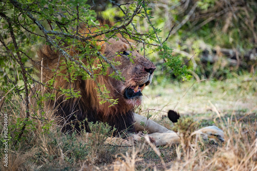 Lion resting in the shade in Akagera National Park, Rwanda photo