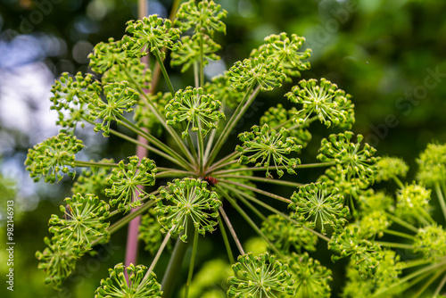 Angelica archangelica. Garden angelica flowerstalk and buds photo