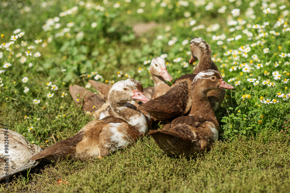 Farming. Group of Ducklings Resting in Flower Meadow Farming. Group of Ducklings Resting in Flower Meadow