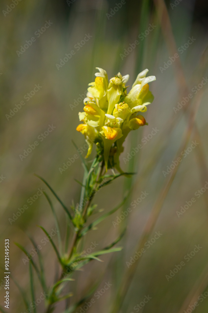 Flaxseed or wild snapdragon Linaria vulgaris is a medicinal herb. Wildflowers inflorescence Flaxseed or wild snapdragon Linaria vulgaris is a medicinal herb. Wildflowers inflorescence