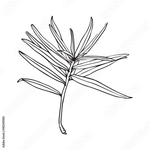 Engraved sea buckthorn hand drawn illustration. Vector isolated branch with leaves in ink style.