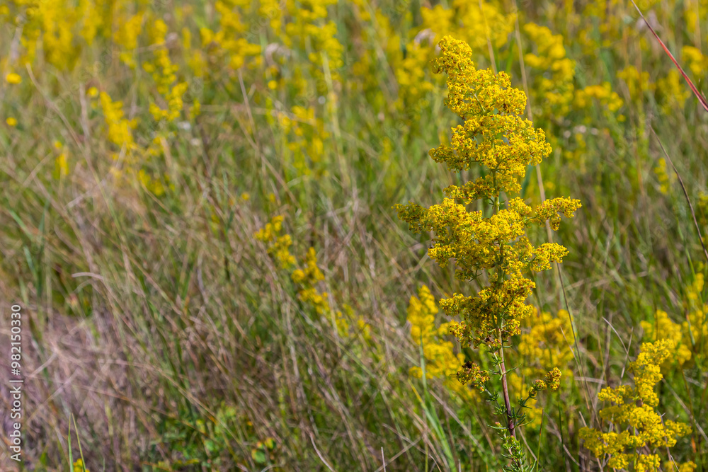 Closeup yellow flowers of lady's bedstraw, yellow bedstraw Galium verum in a Dutch garden. Family Rubiaceae. Summer, August, Netherlands Closeup yellow flowers of lady's bedstraw, yellow bedstraw Galium verum in a Dutch garden. Family Rubiaceae. Summer, August, Netherlands