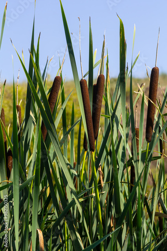 The broad-leaved bat Typha latifolia prefers marshy habitats, often inhabits the banks of ponds photo