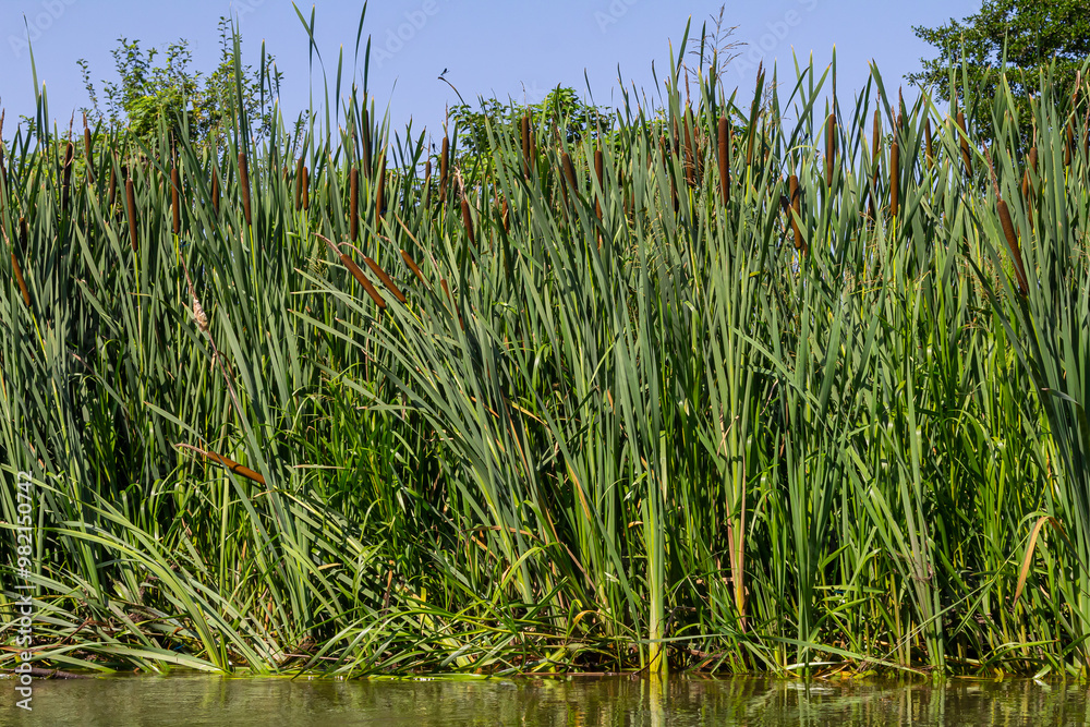 Obraz premium The broad-leaved bat Typha latifolia prefers marshy habitats, often inhabits the banks of ponds