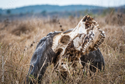 Buffalo skull in Akagera National Park, Rwanda photo