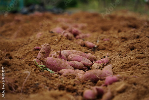 Freshly dug sweet potatoes on the field