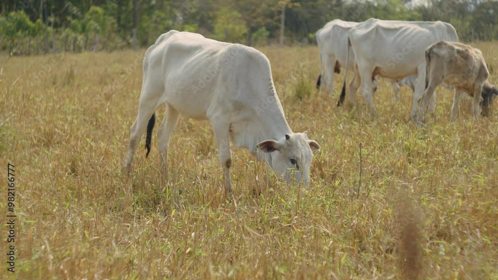 Heifer grazing in a field, behind them a cow with her calf grazing Heifer grazing in a field, behind them a cow with her calf grazing