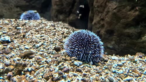 Strongylocentrotus purpuratus is a species of sea urchin commonly known as the purple sea urchin photo