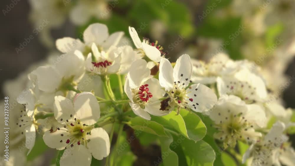 Blossoming white apple tree, spring sunny day Blossoming white apple tree, spring sunny day