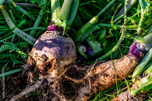 Root cabbage, rutabaga or even turnip cabbage in permaculture, brassica napus photo