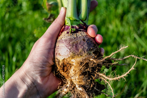 Root cabbage, rutabaga or even turnip cabbage in permaculture, brassica napus